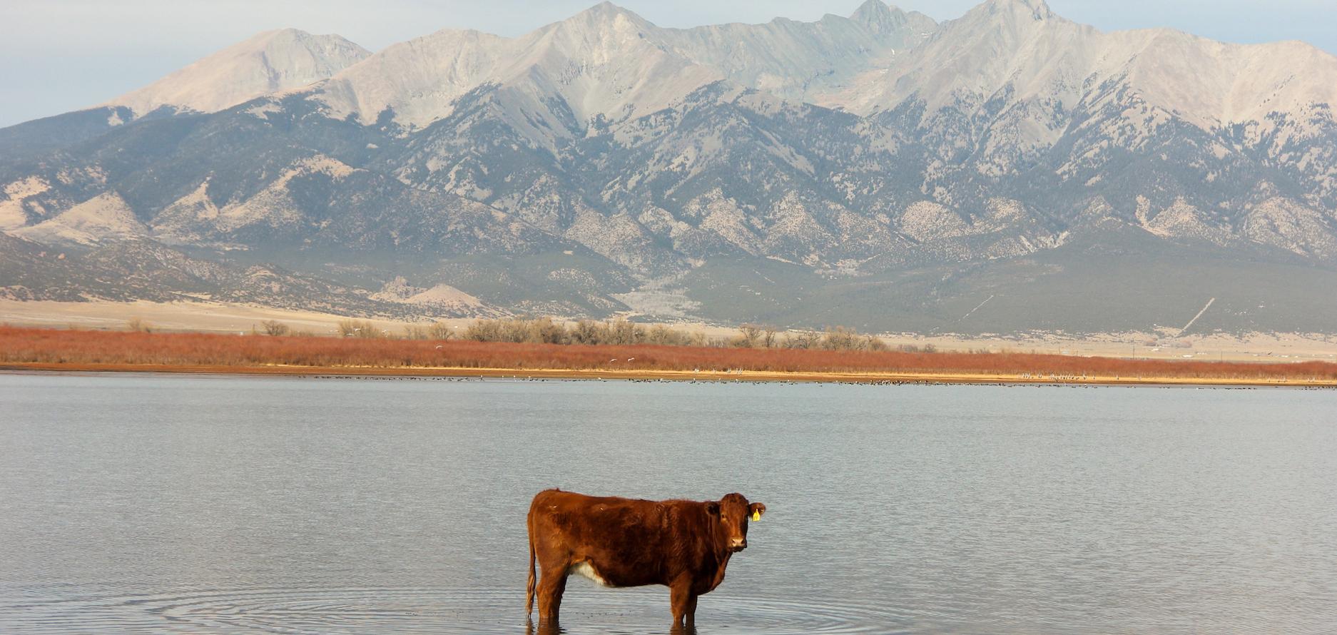 Cow in Reservoir, Spanish Peaks. Photo by Allie Krietman